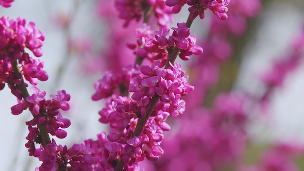 Floração de cercis siliquastrum roxo no Parque da Europa na primavera de perto