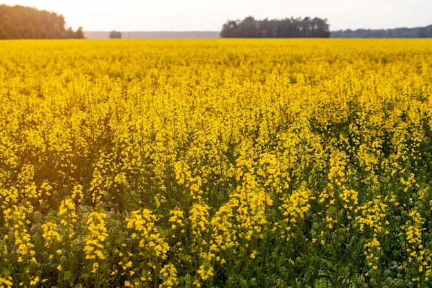 Floração de colza durante a floração em campos agrícolas