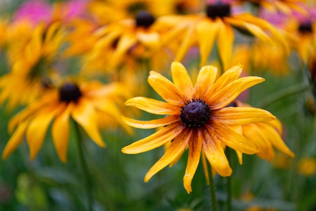 Floração de coneflower amarelo brilhante Echinacea coneflower amarelo ou rudbeckia Foco seletivo