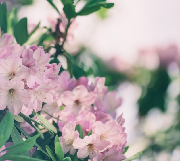 Floração de flores cor-de-rosa máximas de rododendros macias frescas com folhas verdes na primavera. Fundo de férias sazonal floral natural com espaço de cópia.