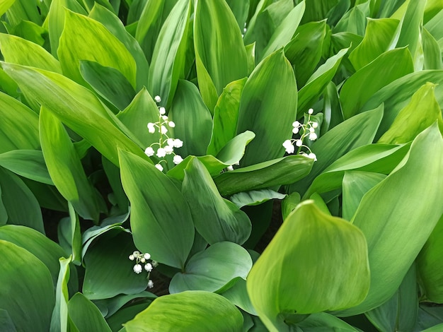 Floração de lírios do vale Flores brancas e folhas verdes de lírios do vale Um prado de lírios do vale papel de parede primavera