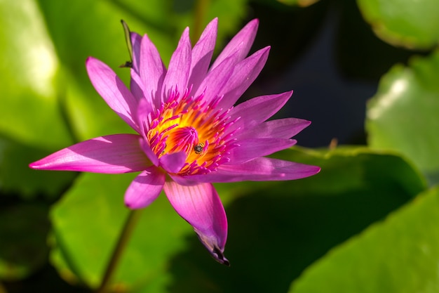 Floração de lótus violeta