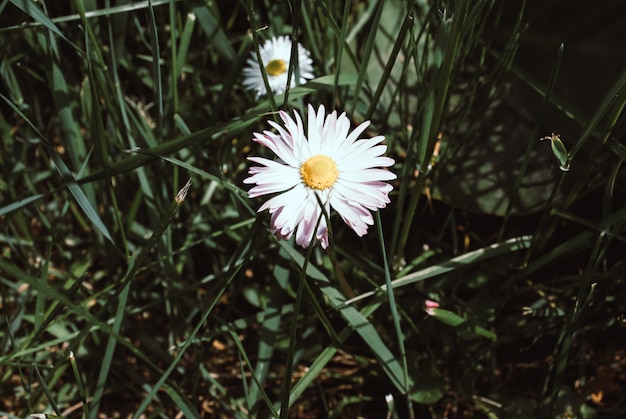 Floração de margaridas. Margarida, Leucanthemum vulgare, Margaridas