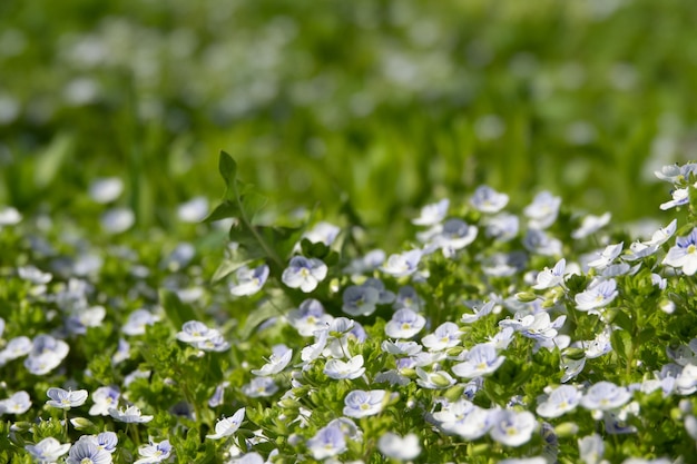 Floração de margaridas