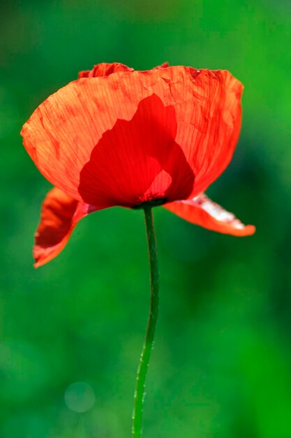 Floração de papoula de milho papaver rhoeas