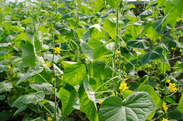 Floração de pepinos na estufa o ovário de pepinos no verão plantação de vegetais