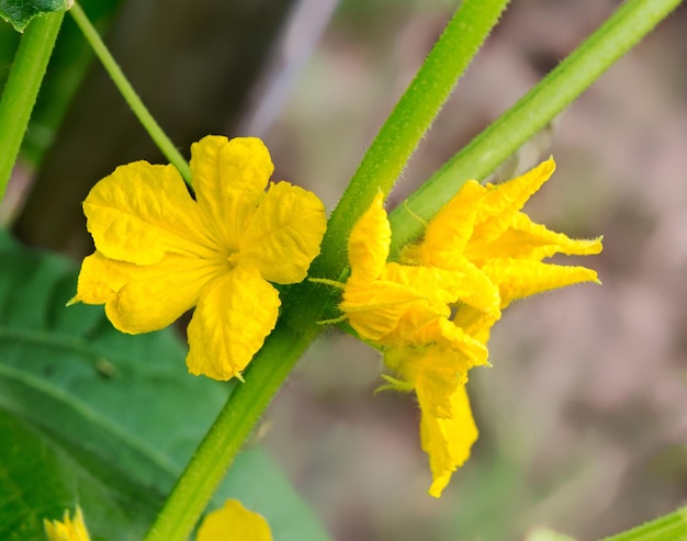 Floração de pepinos