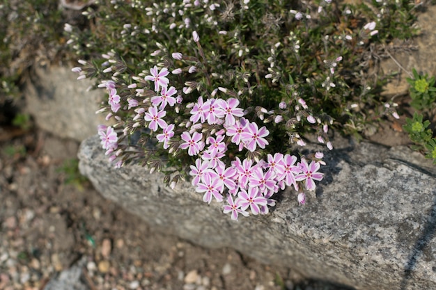 Floração de phlox rastejante, Phlox subulata ou phlox de musgo