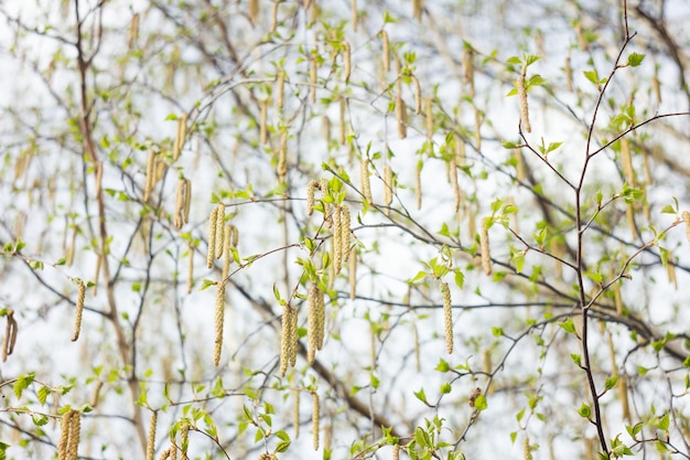 floração de primavera de bétula, closeup