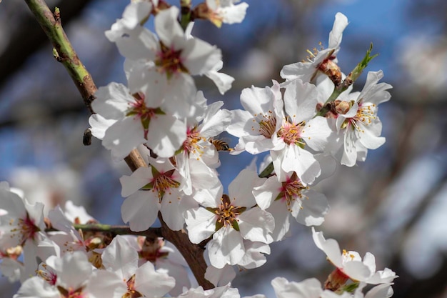 floração de primavera de flores em uma árvore, flores brancas