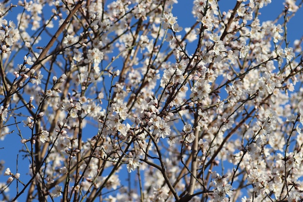 Floração de primavera de flores em uma árvore flores brancas