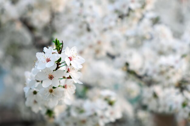 Floração de primavera na árvore. Lindas flores brancas.