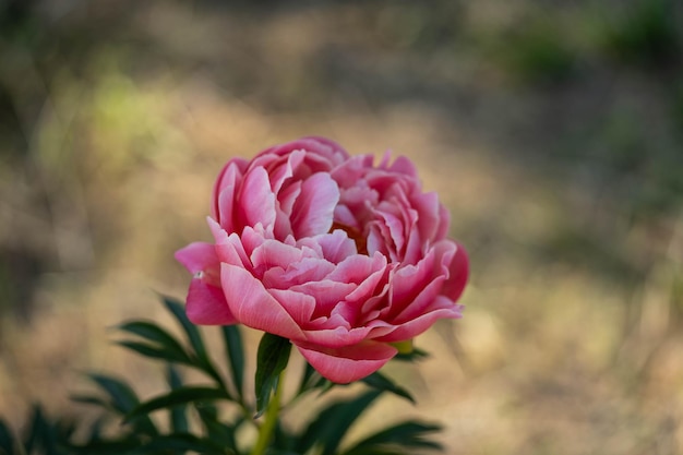 Foto floração de uma delicada peônia rosa de incrível beleza