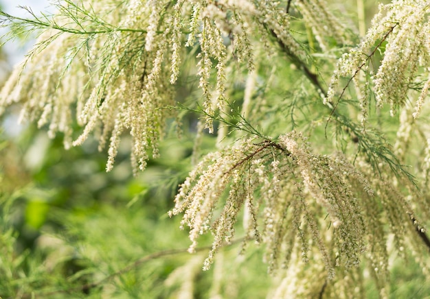 Floração do arbusto sem folhas Tamarix ramosissima