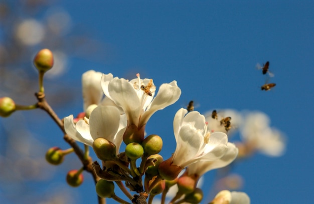 Floração do ipê branco no brasil. árvore brasileira. | Foto Premium