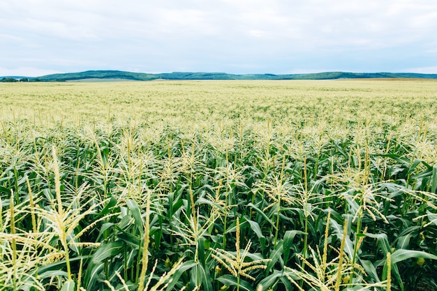 Floração do milho. indústria agrária. plantas de milho verde no céu