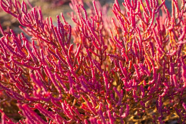 Floração dos caules carnosos vermelhos da planta costeira salicornia prostrata em um dia de outono