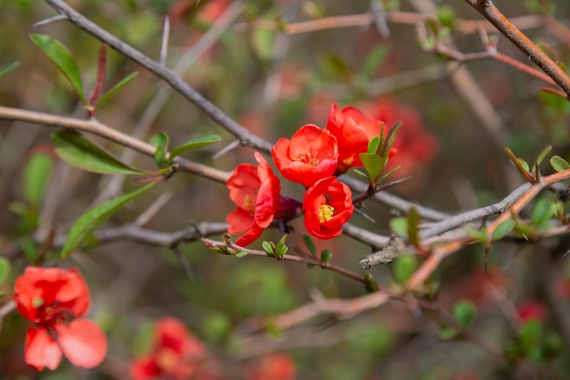 Floração guince chaenomeles speciosa x chaenomeles japonica no jardim flores vermelhas brilhantes em um arbusto ...