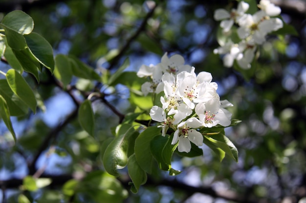 floração macieira