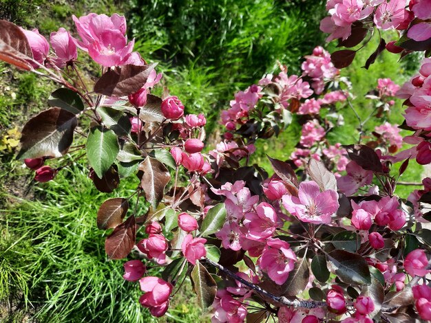 floração macieira