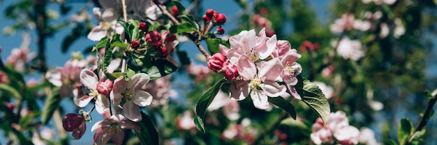 floração macieira