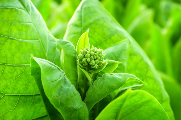 floração no meio de um close-up de arbusto de tabaco. conceito de cultivo de tabaco