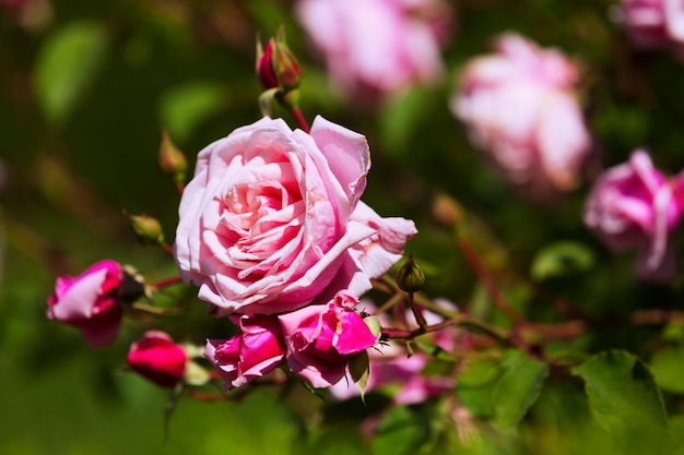 floração planta de rosas rosas