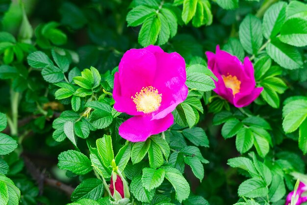 Floração rosa Bush