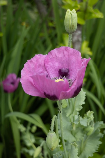 Foto floração rosa oriental poppy papaver em padstow cornwall