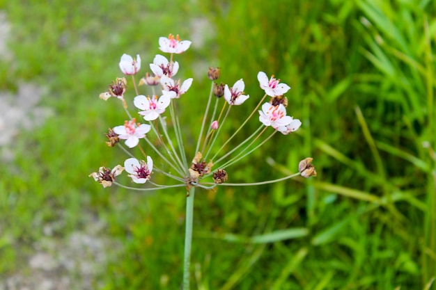 Floração Rush Butomus umbellatus
