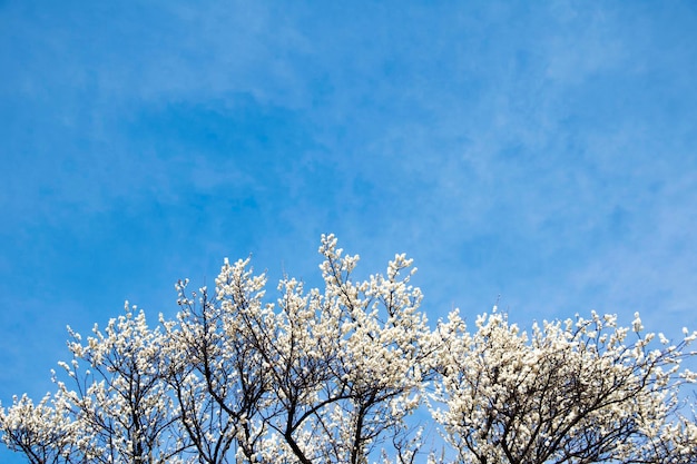 Floración del albaricoquero en primavera con hermosas floresFondo estacional natural