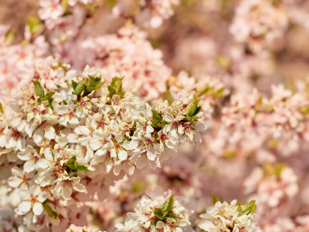 Floración de almendras en el parque.