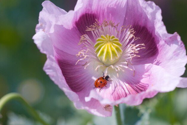 Floración de amapola en el campo