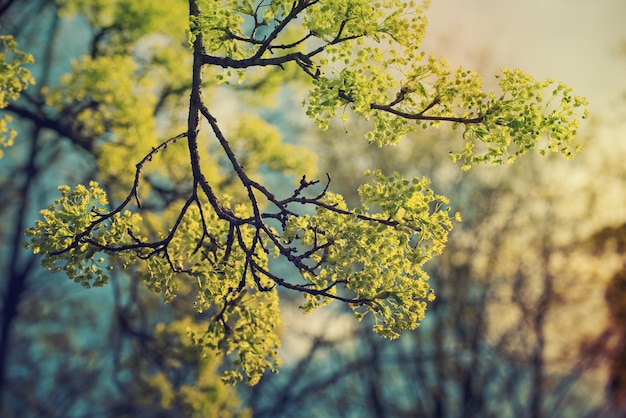 Foto floración del árbol de arce