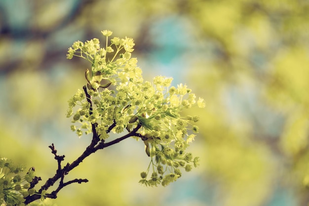 Foto floración del árbol de arce