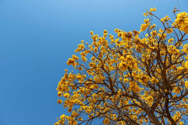 Floración árbol ipe amarillo con cielo azul