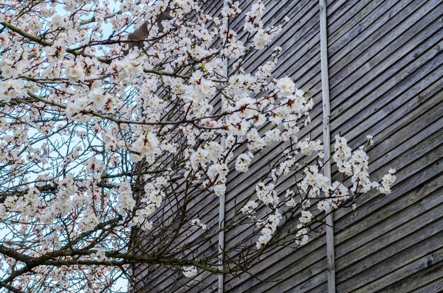 Floración de árboles frutales de albaricoque en primavera