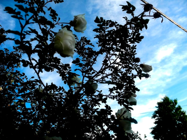 Floración de un arbusto Rosa canina