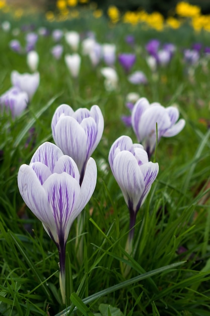 Floración de azafrán en East Grinstead