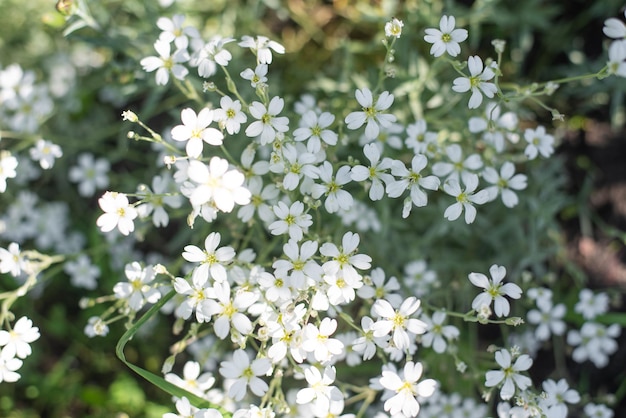 Floración blanca Cerastium tomentosum (Cerastium tomentosum)