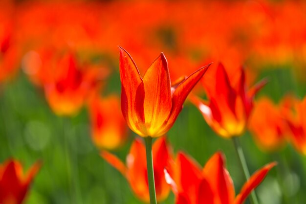 Floración brillante flores coloridas tulipanes en jardín