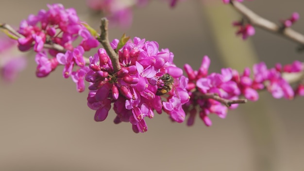 La floración de cercis siliquastrum con las abejas del árbol judas cercis siliqastrum bodnant en flor de cerca