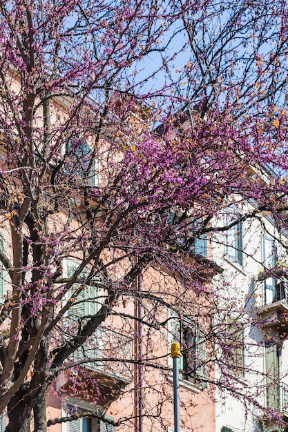 Floración de cercis siliquastrum en primavera