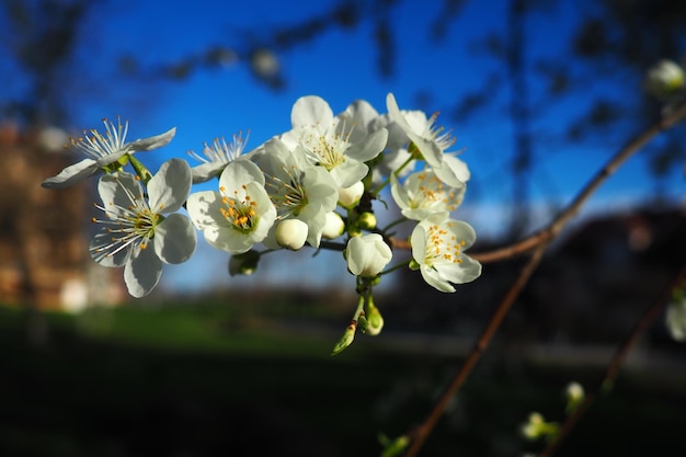 Floración de cerezas cerezas dulces y cereza de pájaro hermosas flores blancas fragantes en la rama