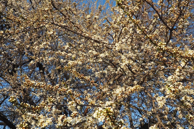 Floración de cerezas cerezas dulces y cerezas de aves Numerosas hermosas flores blancas fragantes en el árbol Las flores blancas de primavera se recogen en cepillos largos y gruesos caídos