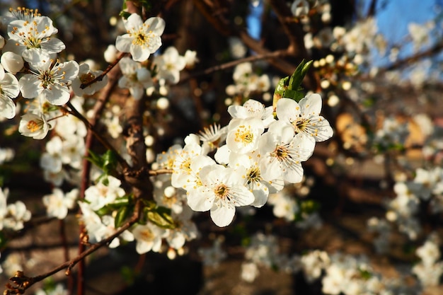 Floración de cerezas cerezas dulces y cerezas de pájaro Hermosas flores blancas fragantes en las ramas durante la hora dorada Las flores blancas de primavera se recogen en cepillos largos y gruesos que caen