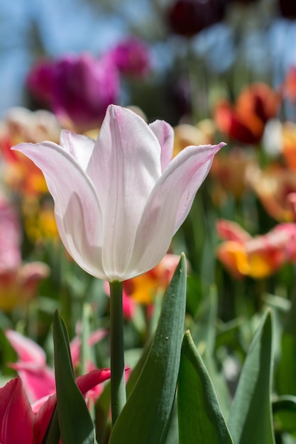 Floración colorida de la flor del tulipán en el jardín