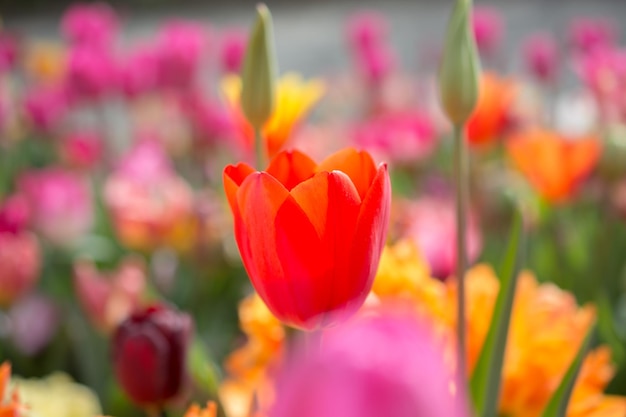 Floración colorida de la flor del tulipán en el jardín