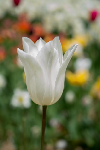 Floración colorida de la flor del tulipán en el jardín