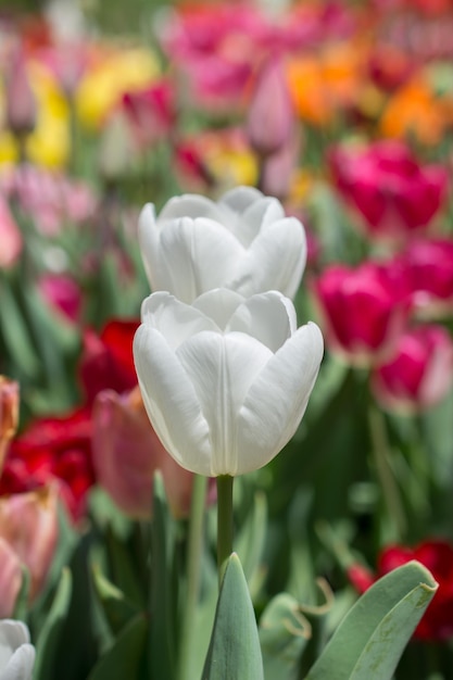 Floración colorida de la flor del tulipán en el jardín